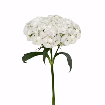 Borstnejlika Barcelona White