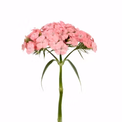 Borstnejlika Barcelona Pink