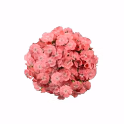 Borstnejlika Barcelona Pink