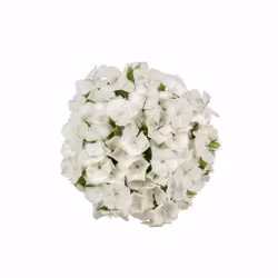 Borstnejlika Barcelona White