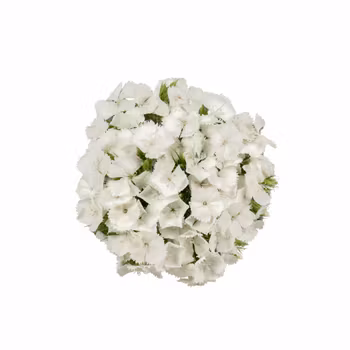 Borstnejlika Barcelona White