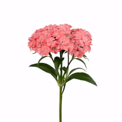 Borstnejlika Barbienne Salmon