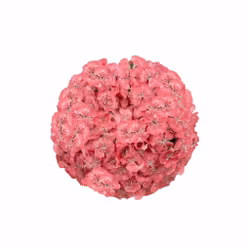 Borstnejlika Barbienne Salmon