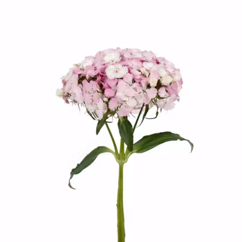 Borstnejlika Barbienne Appleblossom