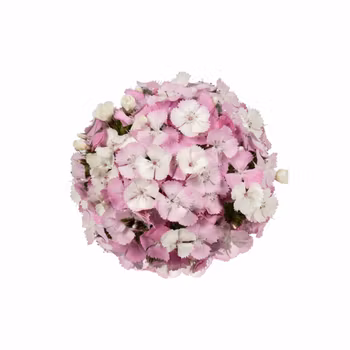 Borstnejlika Barbienne Appleblossom