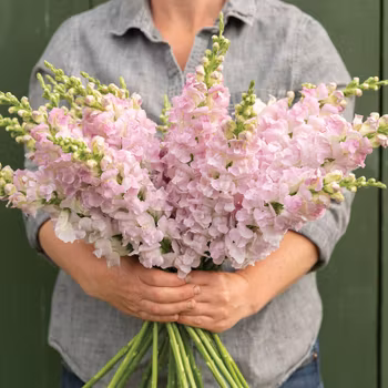 Lejongap Legend Light Pink F1