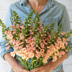 Fingerborgsblomma Dalmatian Peach