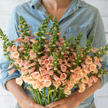 Fingerborgsblomma Dalmatian Peach