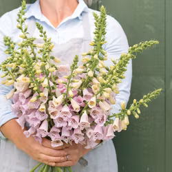 Fingerborgsblomma Camelot Lavender