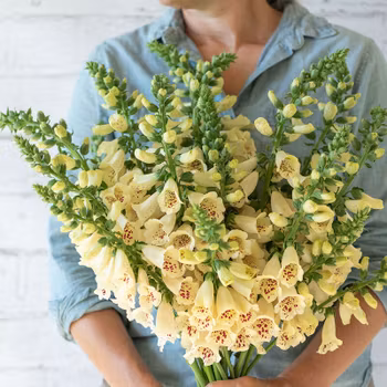 Fingerborgsblomma Camelot Cream