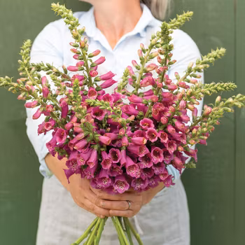 Fingerborgsblomma Camelot Rose