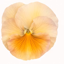 Pensé Inspire® Peach Shades F1