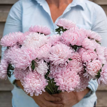 Aster Soufflé Light Pink