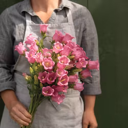 Mariaklocka Champion Rose