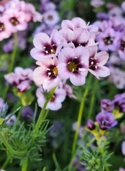 Bukettgilia Felicitas