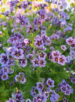 Bukettgilia Felicitas