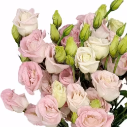 Prärieklocka Chaconne Wedding Light Pink 2