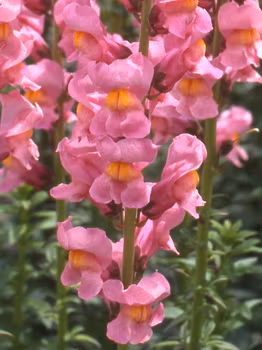 Lejongap Rocket Rose Shades