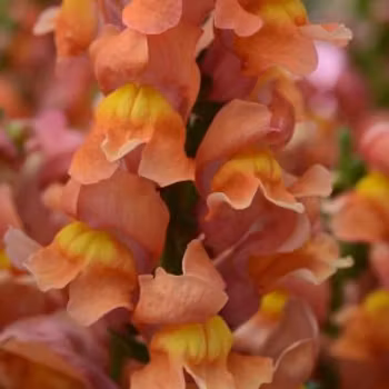 Lejongap Rocket Bronze