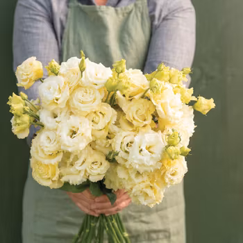 Prärieklocka Voyage 2 Yellow