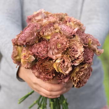 Prärieklocka Rosanne 2 Terracotta