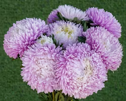 Aster Chrisantella Sakura