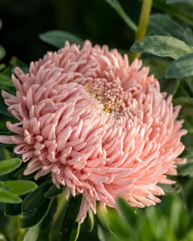 Aster Chrisantella Living Coral