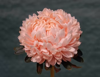 Aster Syringa Salmon