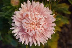 Aster Syringa Salmon
