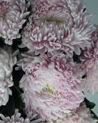 Aster Syringa Appleblossom Light