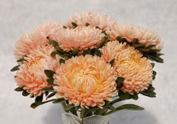 Aster Chrisantella Autumn Forest