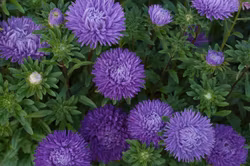 Aster Lady Coral Light Blue