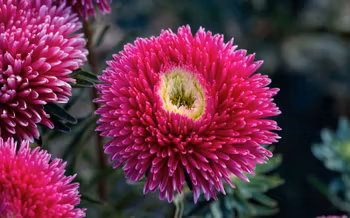 Aster Balloon Ruby Red