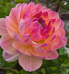 Sandia Bliss Dahliastickling