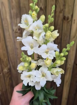 Lejongap Frappe White F1