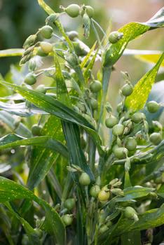 Prydnadsgräs Jobs Tårar