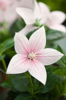 Praktklocka Florist Pink