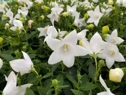 Praktklocka Florist White