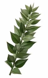 Ruscus – Odlarutmaning 2026 🌿