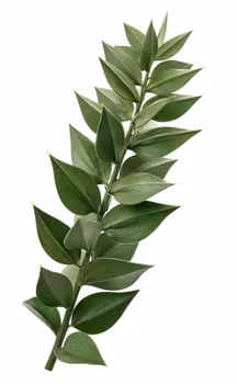 Ruscus – Odlarutmaning 2026 🌿