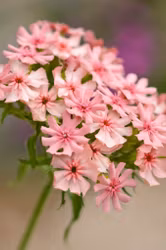 Studentnejlika Dusky Pink