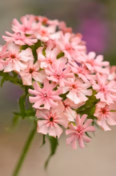 Studentnejlika Dusky Pink