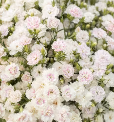 Nejlika Dynasty White Blush