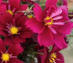 Rosenskära Fandango