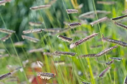 Mosquito Grass