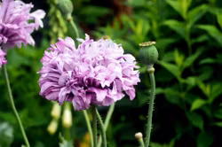 Pionvallmo Candy Floss