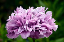 Pionvallmo Candy Floss