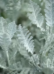 Silvermattram Silver Lace