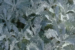 Silvermattram Silver Lace