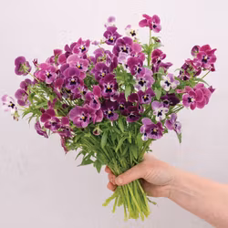 Viol Sorbet XP Raspberry